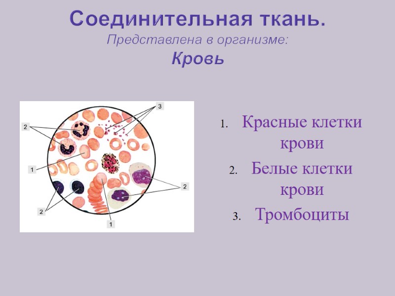 Соединительная ткань. Представлена в организме: Кровь Красные клетки крови Белые клетки крови Тромбоциты